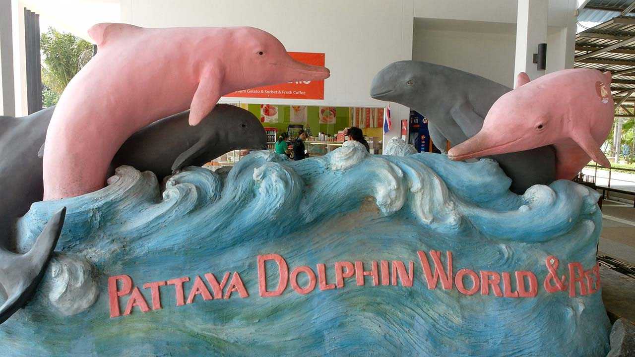 Pattaya Dolphin Show Visit