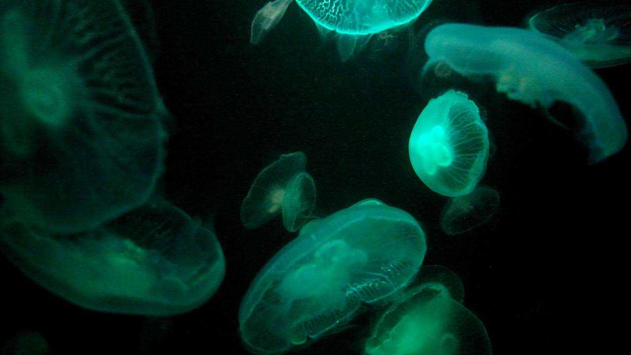 Pattaya Tourism Day For Me